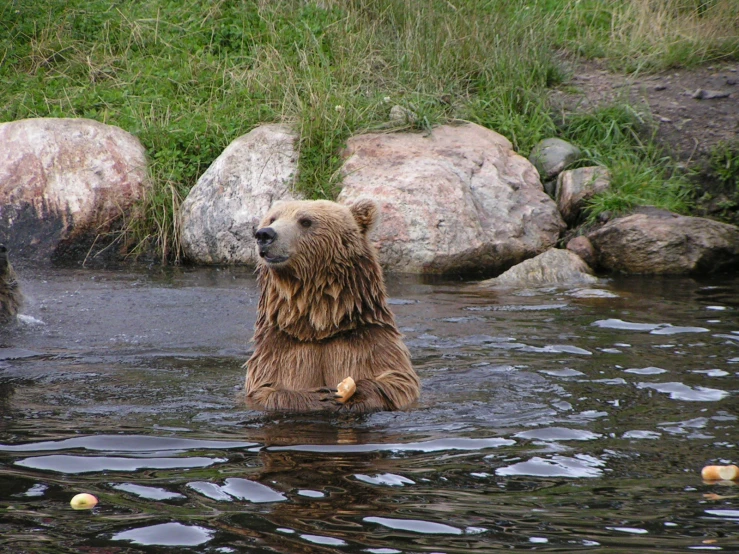 a brown bear sits in some water by some rocks