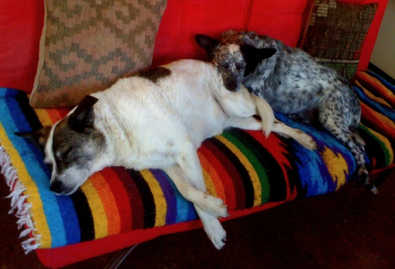 two dogs laying on top of a couch next to each other