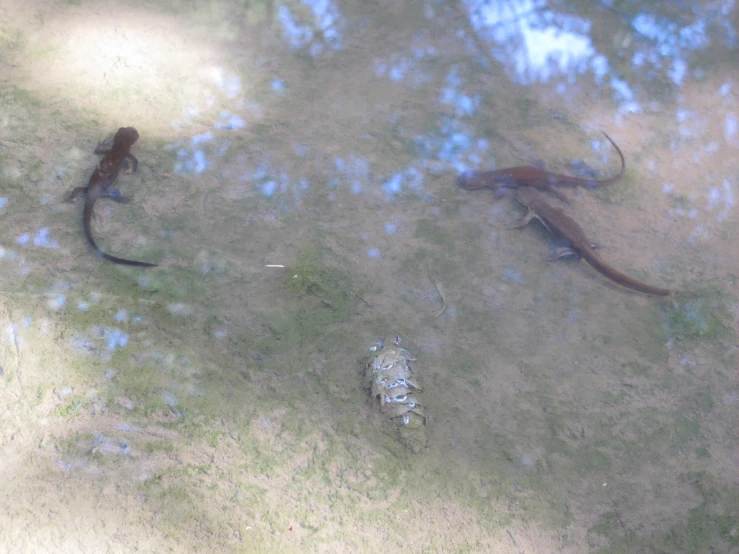 two brown lizards are standing in the grass near an alligator