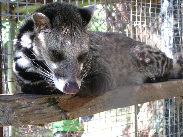 an animal laying on a nch inside a cage