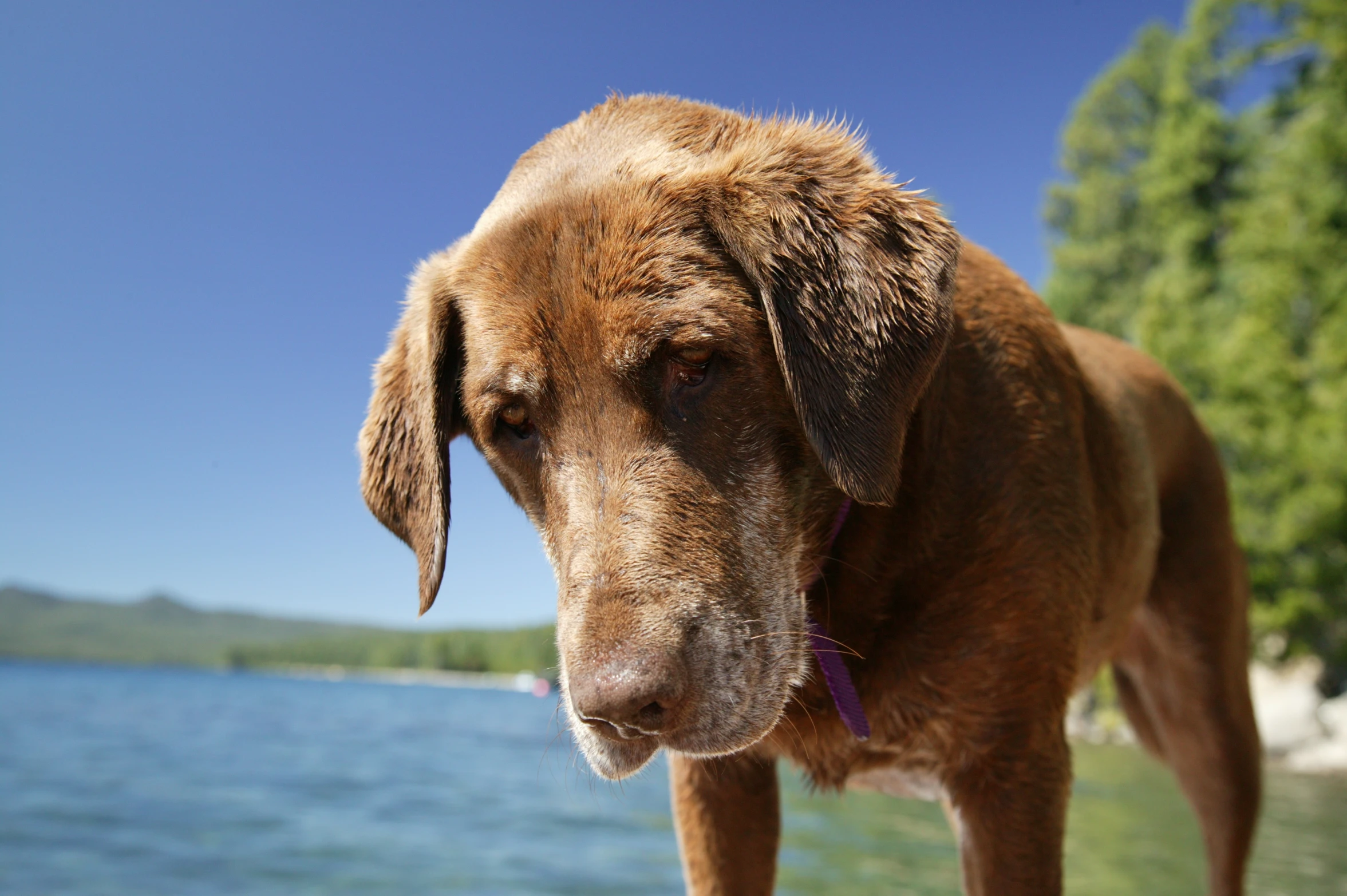 a brown dog with a blue collar stands by the water