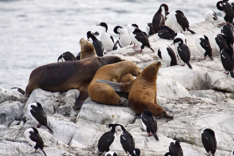 some animals laying on top of rocks near water