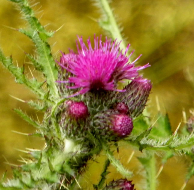 a close up s of some pink flowers