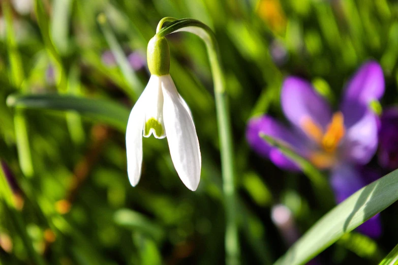 a white flower sits on top of some purple flowers