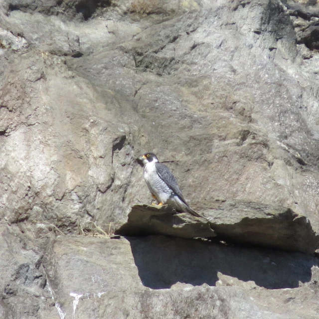 bird standing on a rock ledge looking down at soing