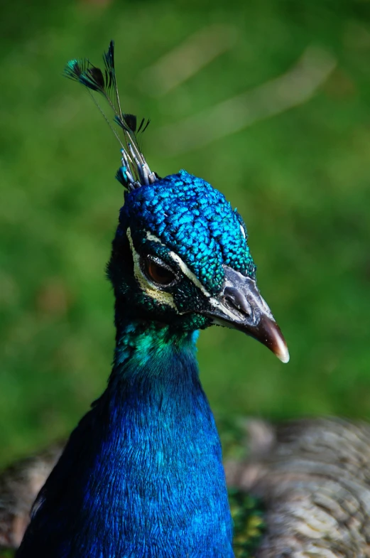 a close up of a bird with a blue face