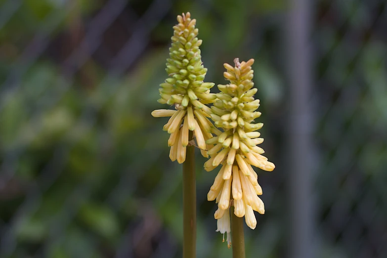 two yellow flowers are growing with stems next to them