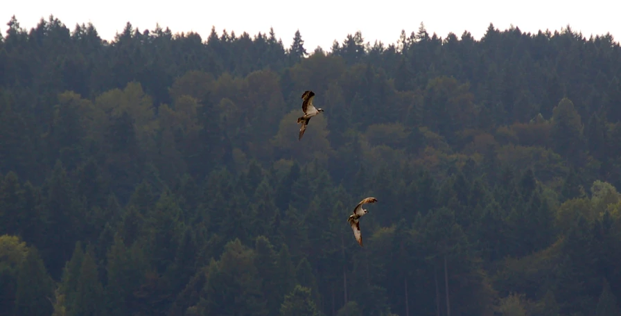 the two birds are flying over the trees