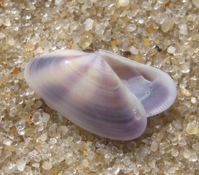 a shell lying on top of a white surface