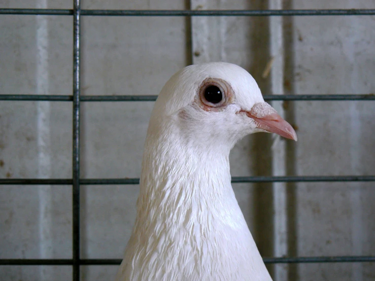 a white pigeon with pink beak and big eyes