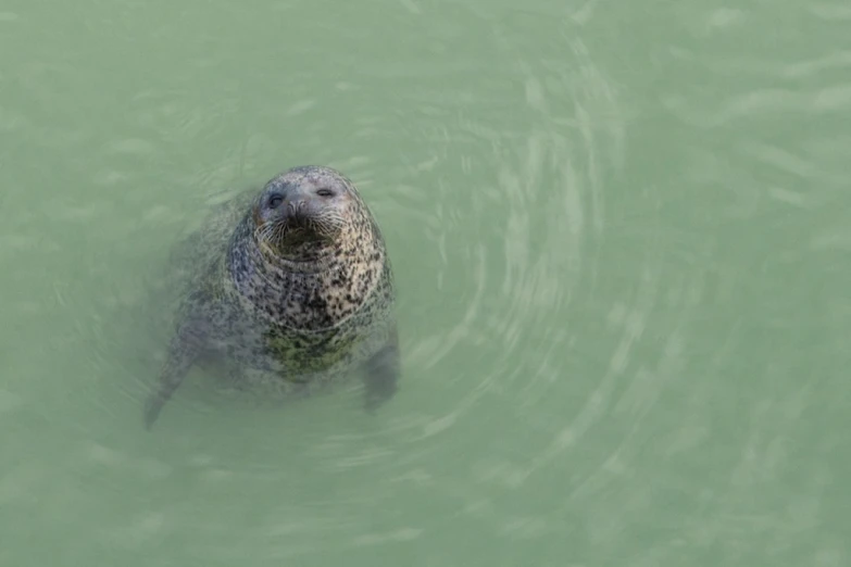 a gray seal is floating in the water