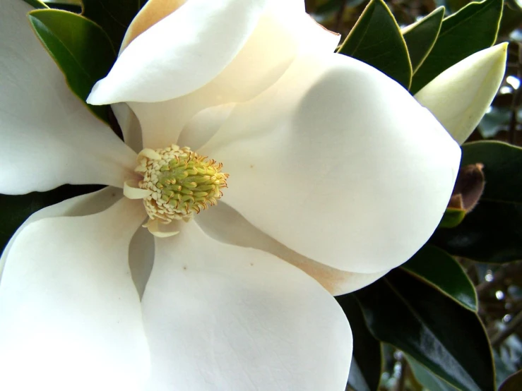 a close up of a white flower and green leaves