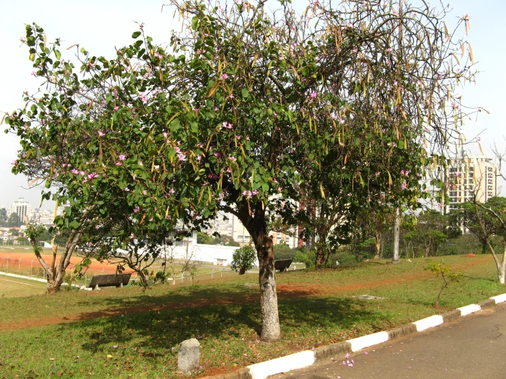 a large tree on the side of the road