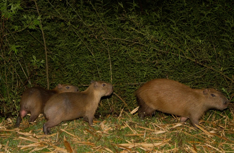 three brown rodents in a grassy area next to tall trees
