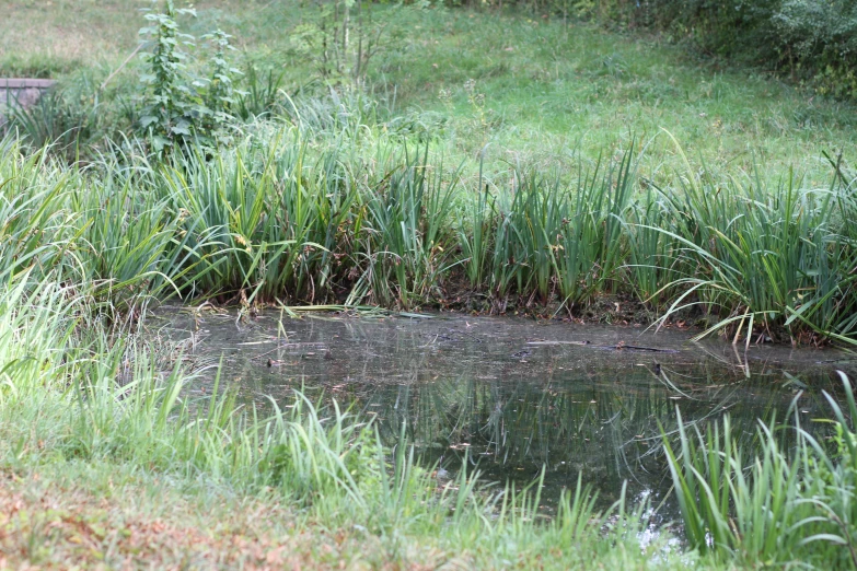 a little pond of water is shown in the middle of grass