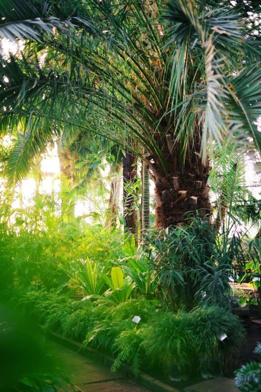 a pathway winds through a tropical garden