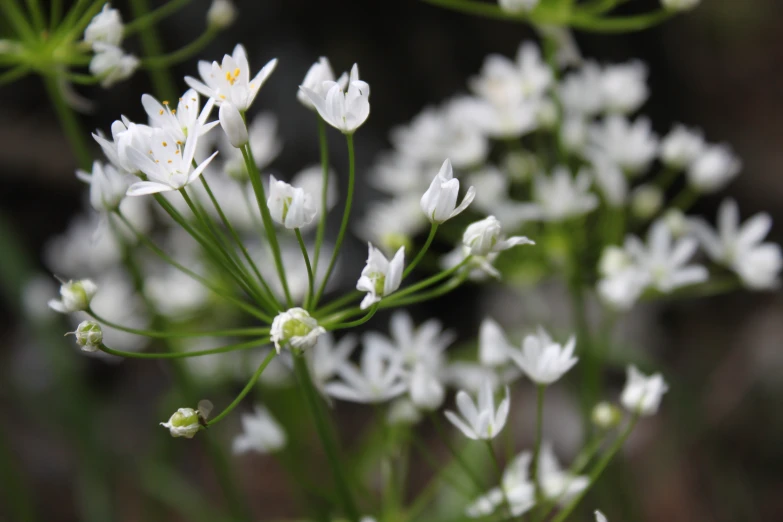 a plant with small white flowers blooming