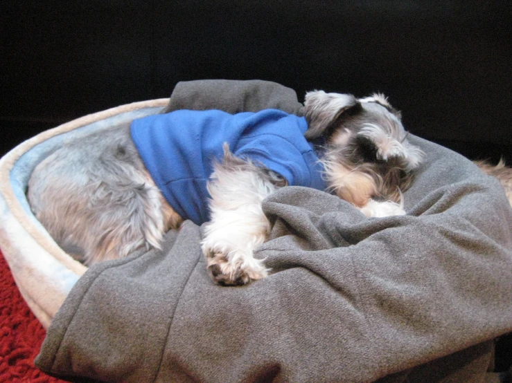 a small dog wearing a blue jacket while curled up in a doggy bed