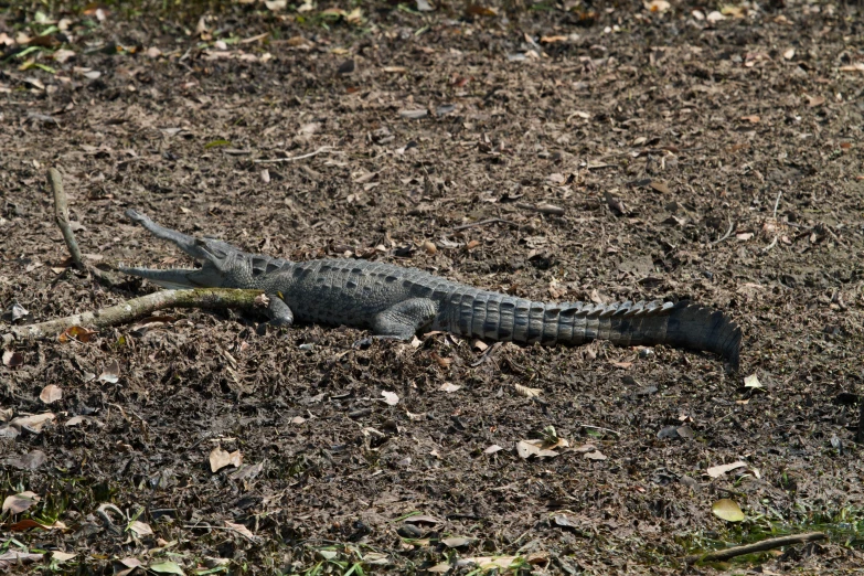 an alligator is lying down in the dirt