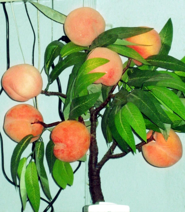 a small tree with green leaves and fruit on it