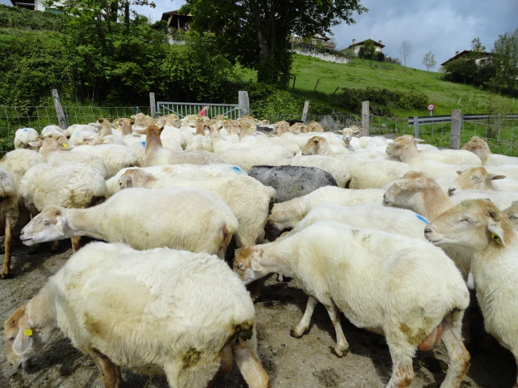 herd of white sheep grazing in pasture in rural area