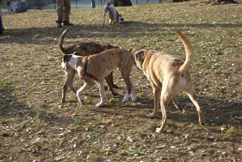 two dogs are trying to fight each other