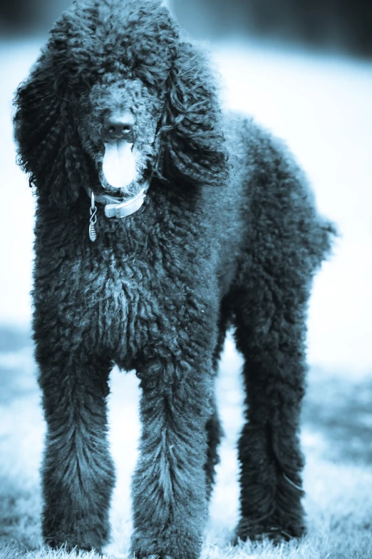 the large black poodle is standing outside