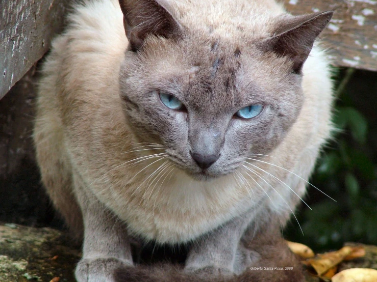 a close up of a cat near a tree