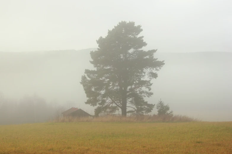 foggy countryside with a small house and trees