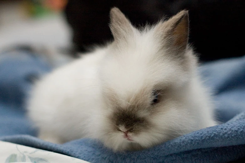 white rabbit sitting next to a black cat on top of a blanket