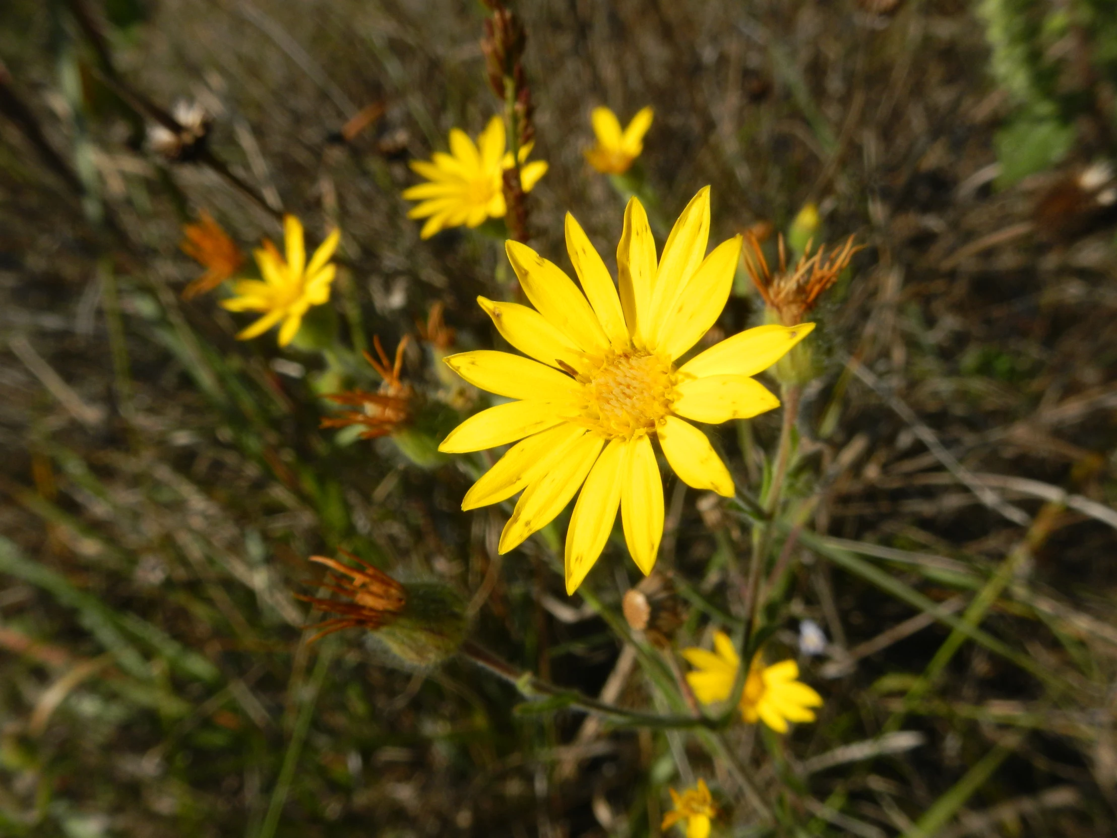 a close up of the center flower of some yellow flowers