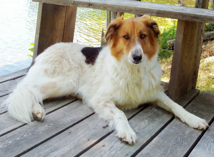 a white and brown dog laying on a wooden deck next to a lake