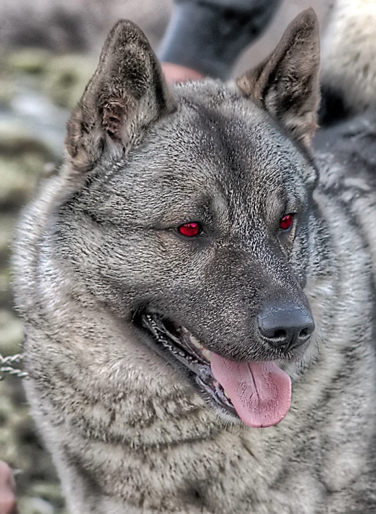 the gray dog with red eyes is in front of the other dog