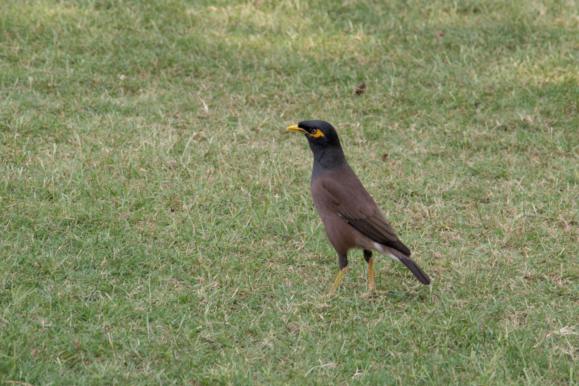 a black and brown bird standing on some grass