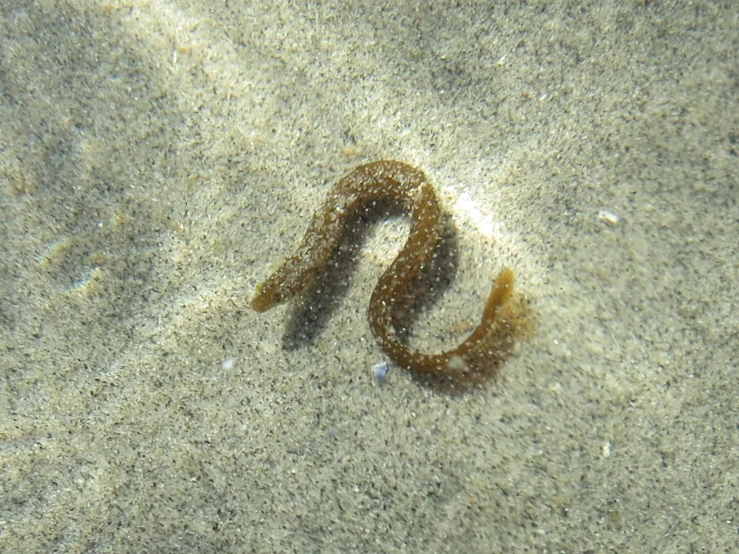 the sea horse swims through shallow water