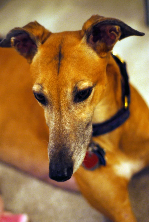 close up of a dog laying on the floor looking sad