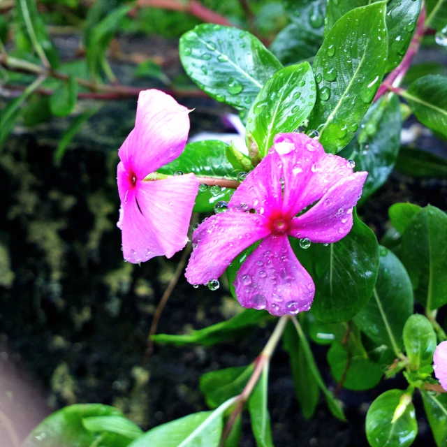 pink flowers with water drops on them and leaves