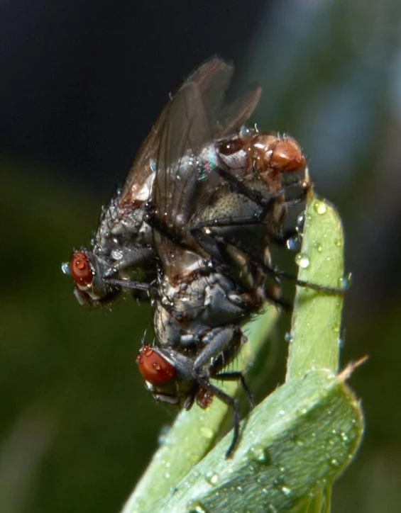 two mosquito sitting on top of green leaves