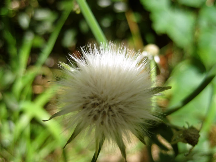 a close up view of a dandelion in the wild