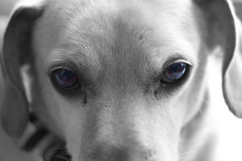 a very cute dog with big blue eyes