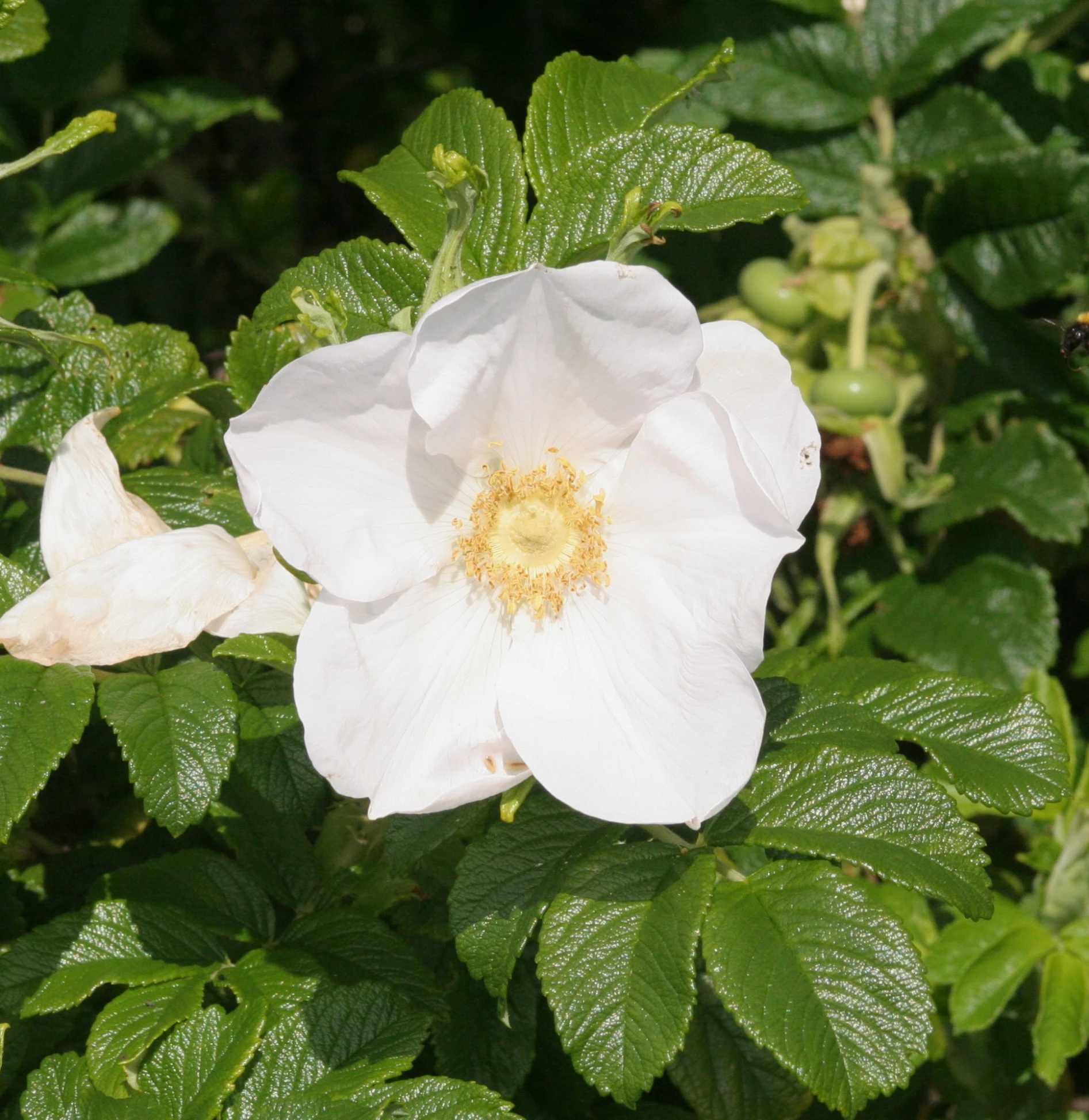 a white flower with lots of green leaves