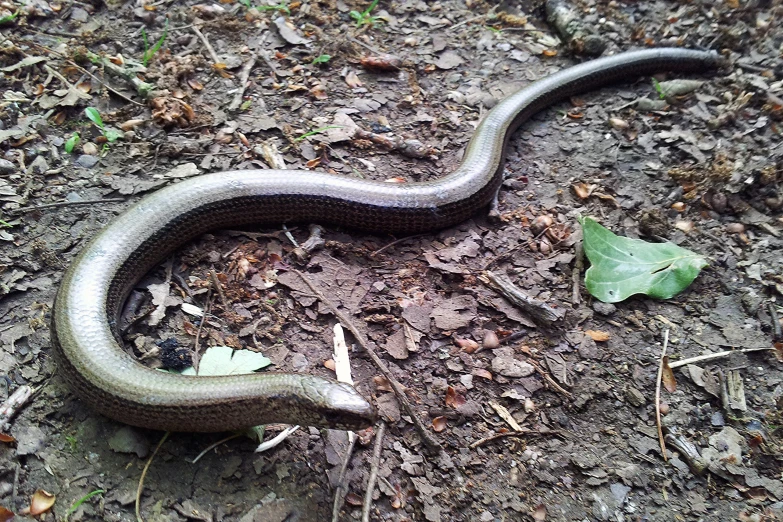 a black and gray snake with an open mouth