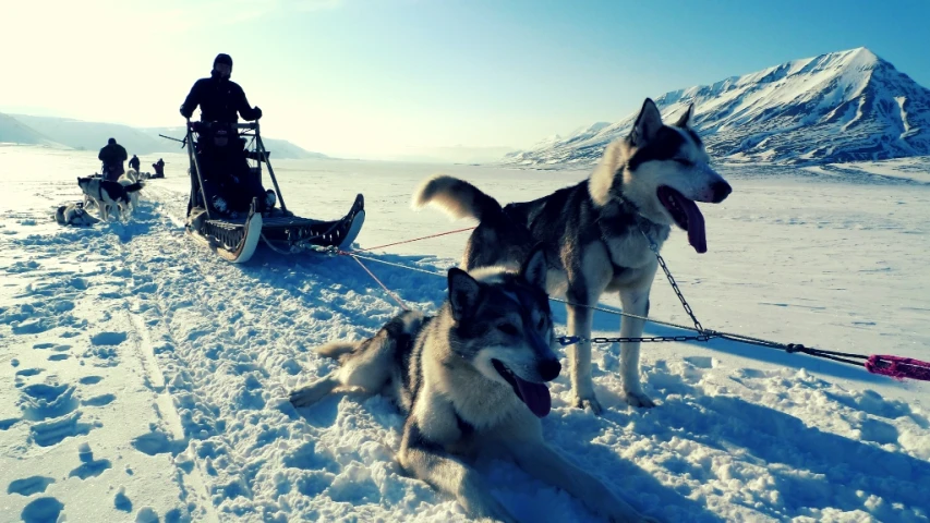 husky dogs in the snow on their sleds