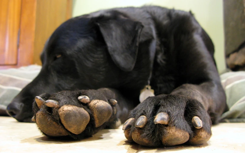 black dog laying on floor with paw splaying from below