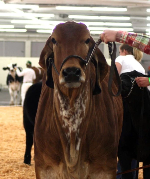 a brown cow with a rope tied around its neck being held by a handler