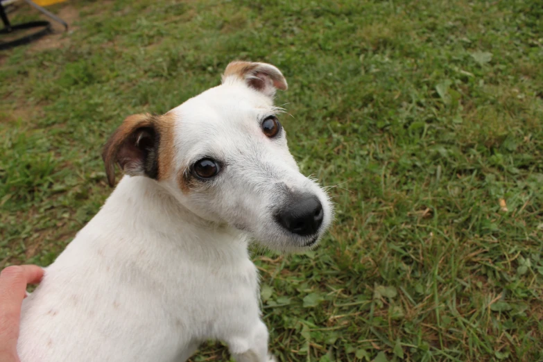 a dog sits on the grass and looks toward the camera