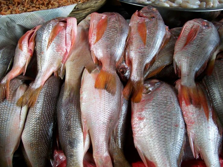 several fish are shown at a seafood market