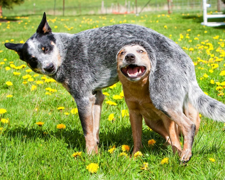 two dogs pose for the camera in the grass