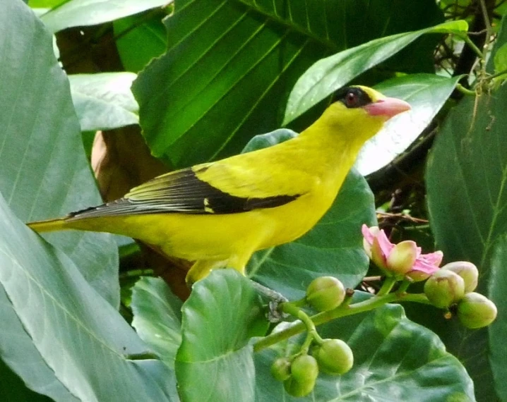 a bird that is sitting on a tree