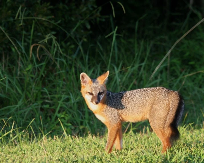 the small fox is standing on green grass